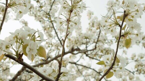 盛开的梨树梨树上开着白花