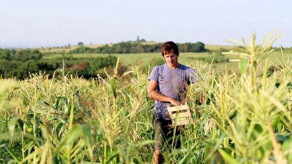 农民在有机生态农场收获玉米