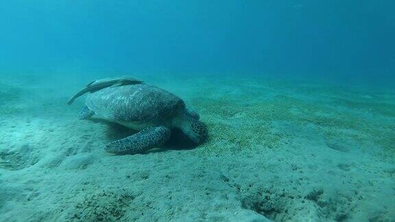 年幼的绿海龟海底找小鱼小虾