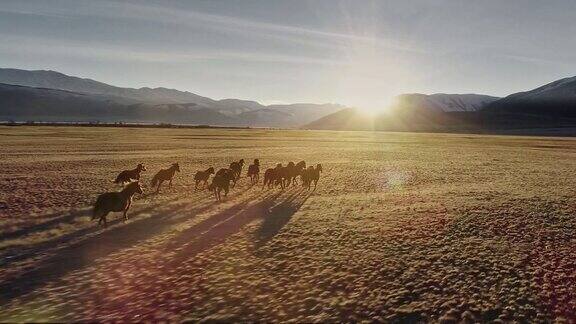 马匹在雪山背景下的草地上自由奔跑航拍
