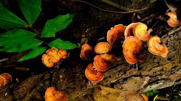 橙色灵芝蘑菇生长在雨林的一棵树上