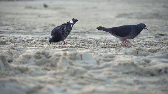 鸽子在沙滩上寻找食物