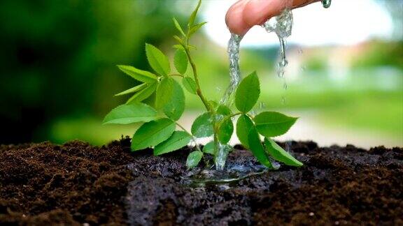 用手给植物浇水