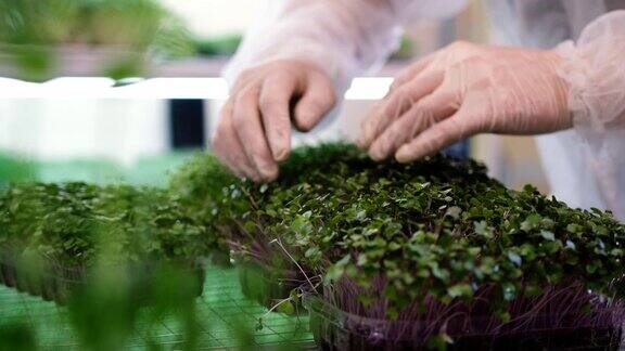 新鲜的香草在可可基质上发芽微绿色健康饮食理念