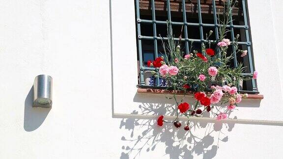 格拉纳达白墙上的花盆和五颜六色的花
