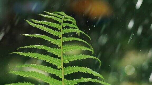 在春天的森林里雨滴落在蕨类植物的叶子上