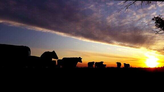 夕阳下田野里奶牛的剪影