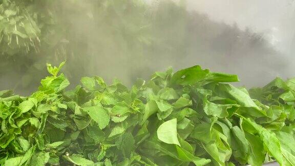 在杂货店冷却薄荷香草和酢浆草的特写蒸汽发生器加湿和冷却新鲜的绿色植物