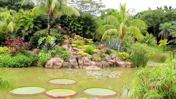 热带花园池塘瀑布维多利亚王和棕榈树