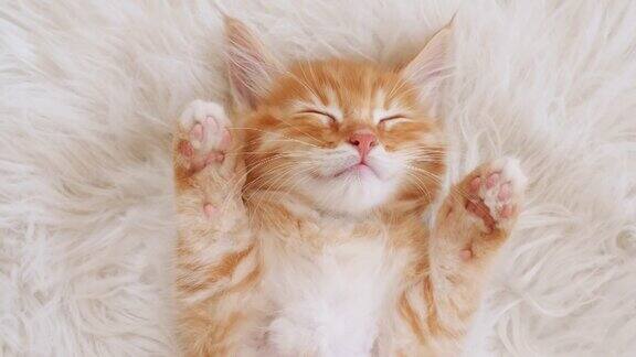 可爱的姜黄色小猫睡在毛茸茸的白色毯子上猫宝宝睡觉快乐可爱的猫咪宠物概念