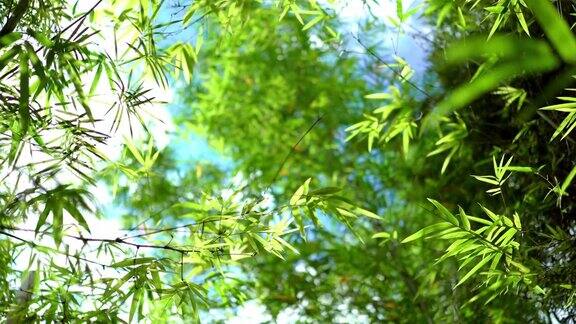 阳光照在青翠的竹叶上天空蔚蓝