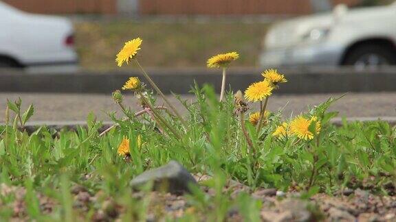 Dandelions是路边的一朵花