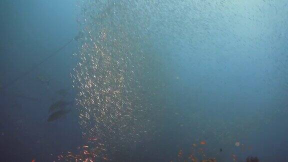 马尔代夫的一群玻璃鱼
