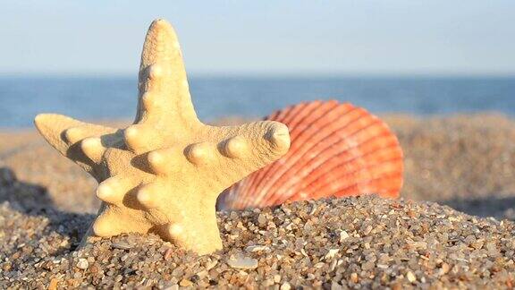 海滩上的海贝壳在海滩上拍摄