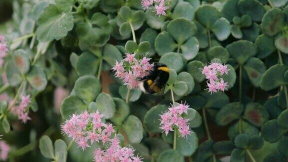 大黄蜂在一朵花上醒来
