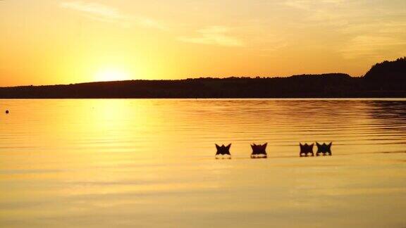 在日落时在水上漂浮纸船