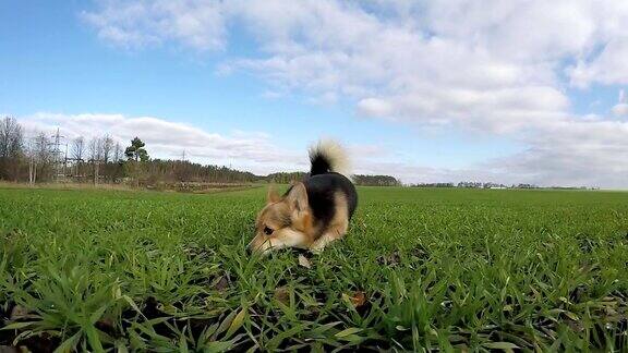 缓慢的射击威尔士柯基犬在绿地上奔跑嬉戏