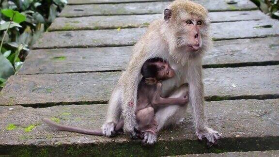 猴妈妈和猴宝宝生活在天然森林里