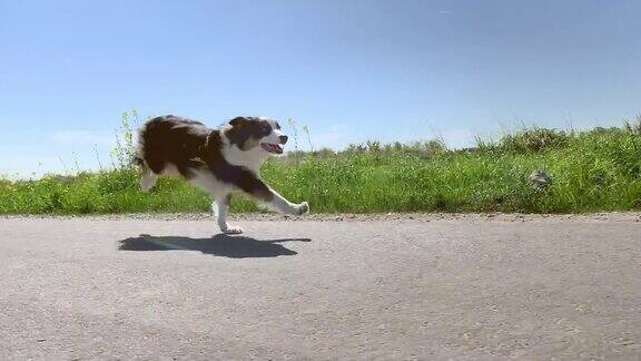 狗在路上跑得很快