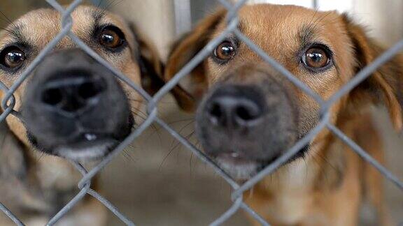 狗在笼子后面的避难所等待人们来领养