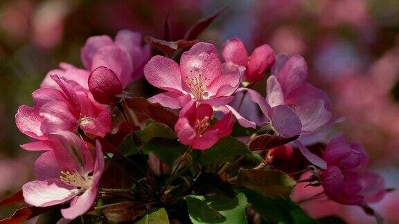 春季果园中盛开的粉红色苹果树的枝条