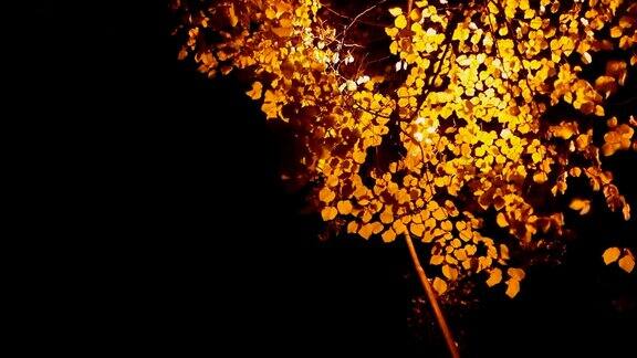黄色的树叶和夜晚的灯光