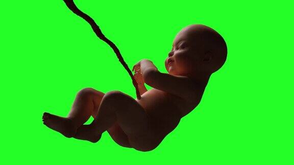 母亲子宫中的婴儿3D渲染