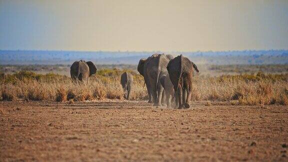 野生大象优雅地穿过大草原