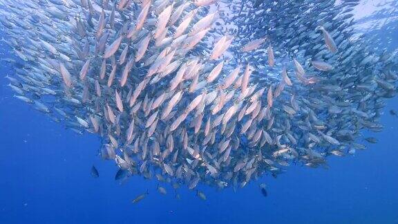 饵球鱼群在加勒比海珊瑚礁的绿松石水库拉索岛