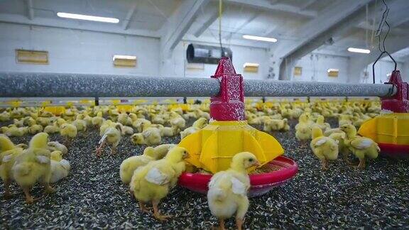 养鸡场上的鸡养殖黄小鸡机库里有很多鸡现代鸡产业