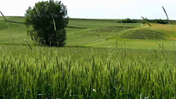 农业小麦和土耳其小麦耕地麦田绿小麦穗