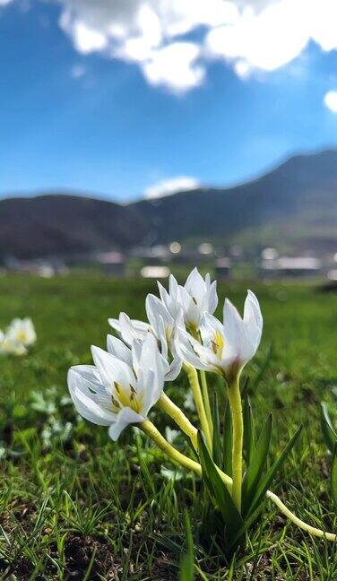 雪花莲在风中摇曳