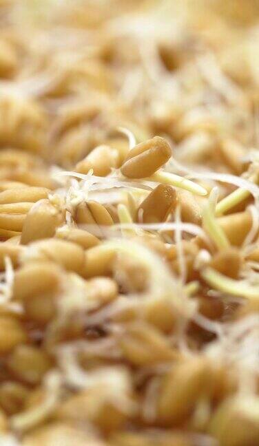特写发芽的小麦芽素菜背景