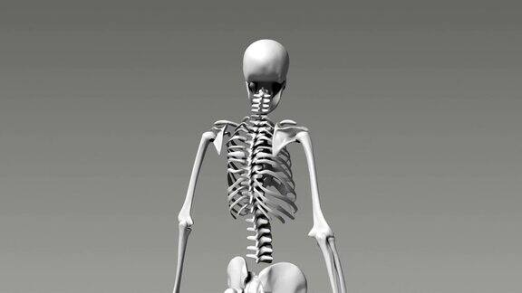 人类骨骼系统