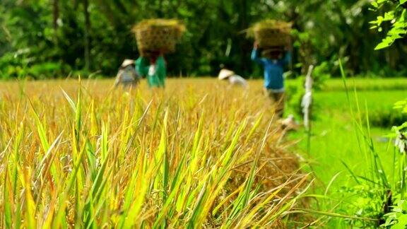 农民在巴厘岛稻田里收获