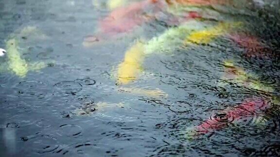 大雨淋在鲤鱼鱼塘上