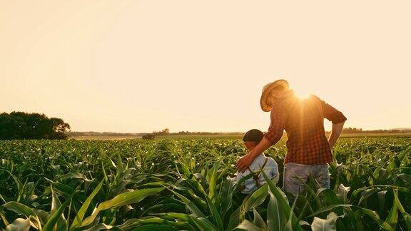 男农民和儿子在阳光明媚、田园诗般的乡村玉米地里聊天击掌