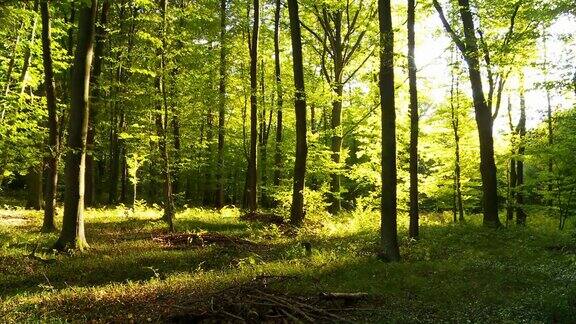 高清时间流逝:绿色森林与阴影