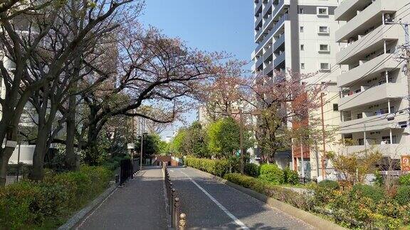 日本东京樱花树的叶子