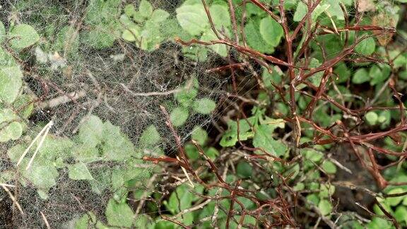 灌木丛中的蜘蛛网