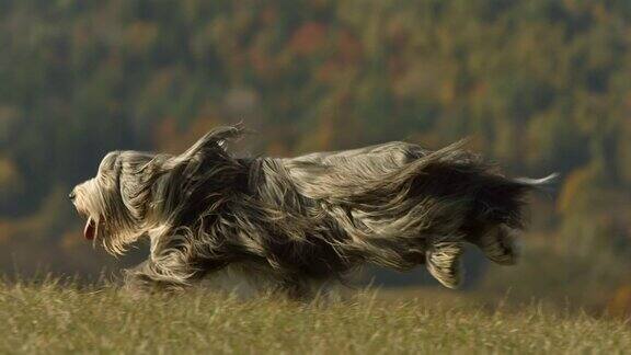 在草地上奔跑的纯种狗
