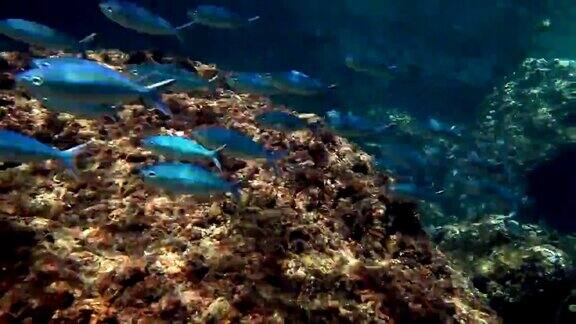 珊瑚白化(刺胞动物门)全球变暖披披热带彩虹跑鱼