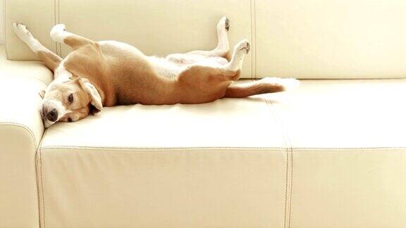 小猎犬在沙发上睡觉当他注意到有人时就用尾巴旋转