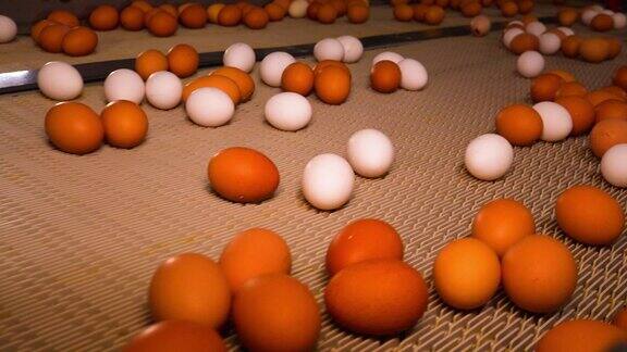 这个养鸡场生产鸡蛋