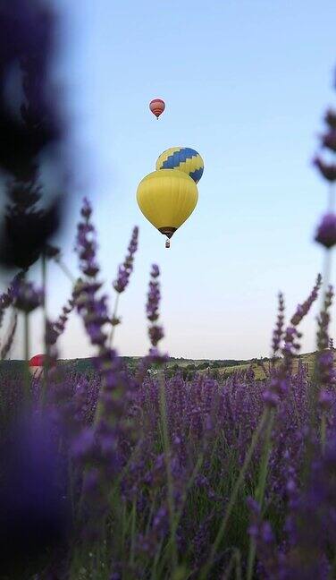 带着篮子的气球在薰衣草农场上空