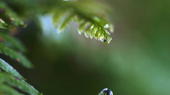 一颗蕨类植物叶子上落下的水滴