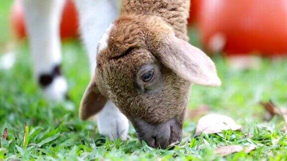 绵羊在农场的草地上吃草