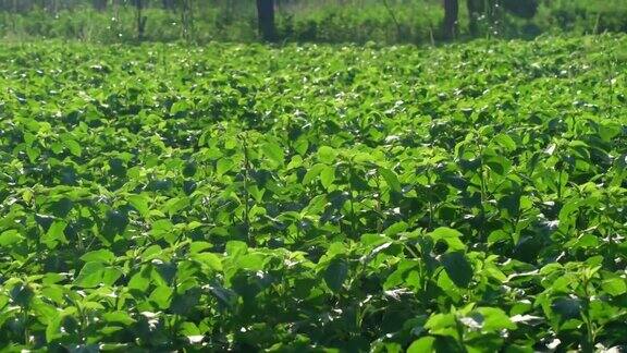 新鲜的群集豆类或瓜尔唱印度蔬菜在背景群集豆类群集植物股票视频