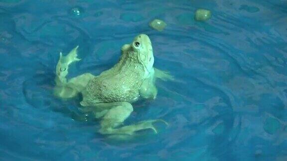 青蛙游水的慢动作