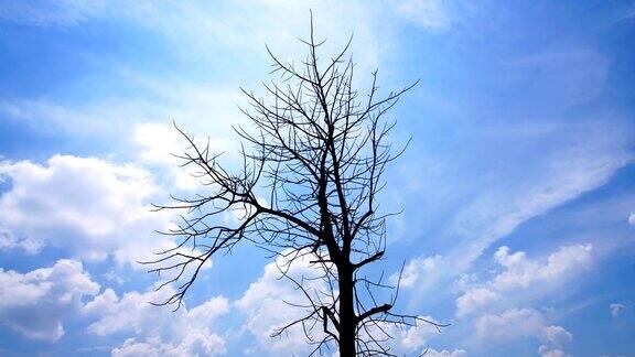 枯树剪影的时间流逝与移动的云